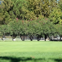 Artificial Grass Sandia Heights, New Mexico Artificial Putting Greens