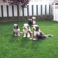 Green Lawn Los Cerrillos, New Mexico Lawn And Landscape, Dog Kennels