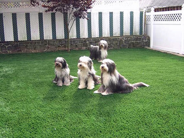 Green Lawn Los Cerrillos, New Mexico Lawn And Landscape, Dog Kennels